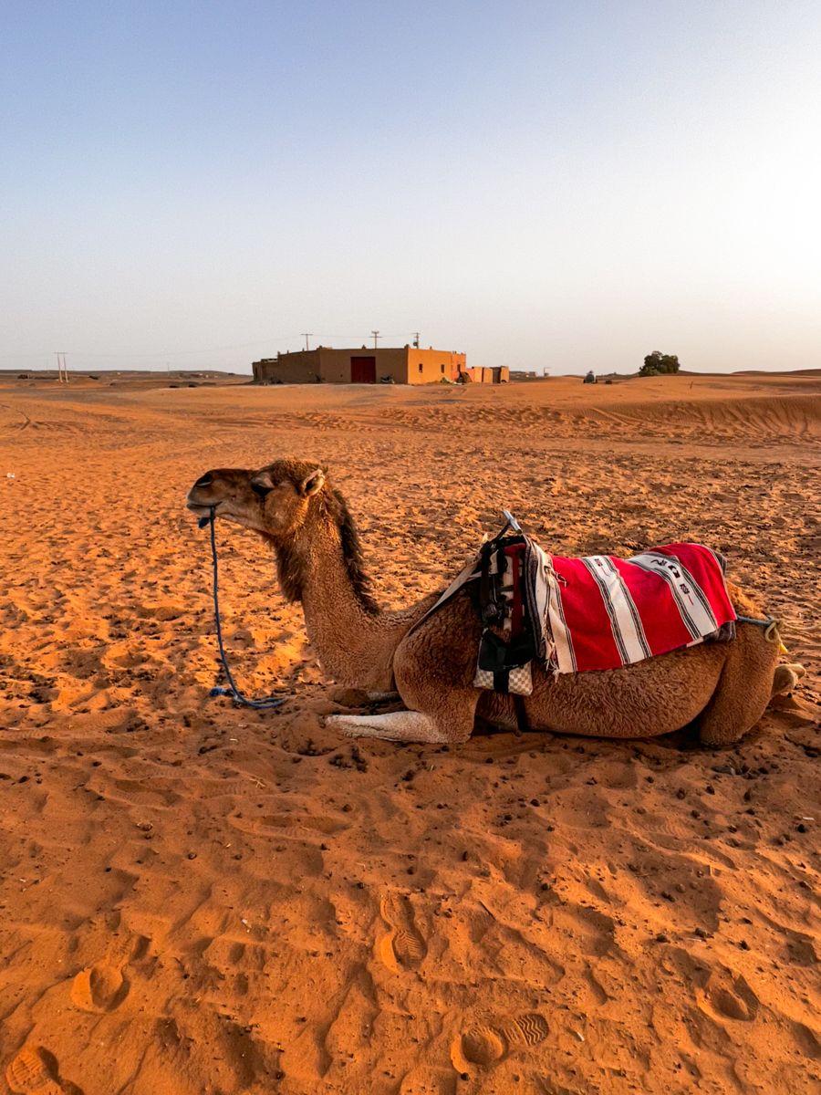 A camel caravan crossing dunes in low evening light