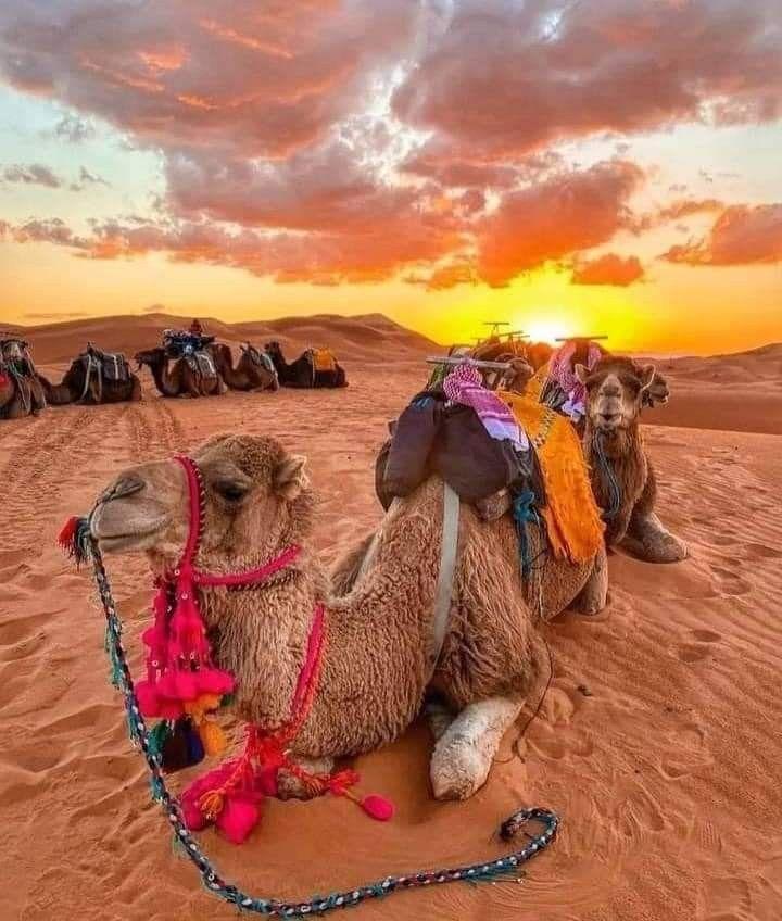First light on the ridges of the Sahara dunes